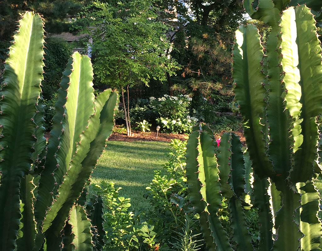 Cactus in Lincoln NE Garden